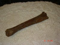 藏品(虎脛骨)的圖片